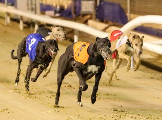 Betpro greyhound racing